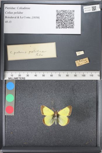 Media type: image;   Entomology 124481